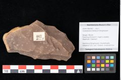 Foto (Objekt + Etikett) von Ceratophyllum tertiarium Ettingshausen (NHMW-GEO-2024-0188-0467)